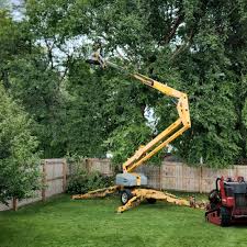 Best Tree Mulching Services  in Springmont, PA