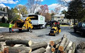 Best Tree Preservation Services  in Springmont, PA