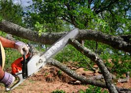 Why Choose Our Tree Removal Services in Springmont, PA?