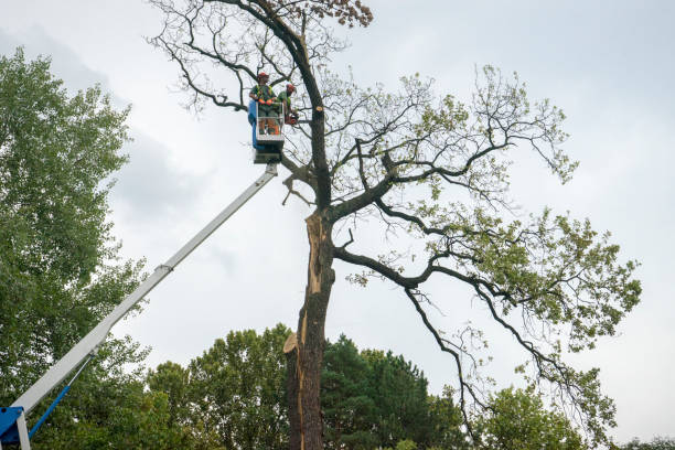 Best Arborist Consultation Services  in Springmont, PA