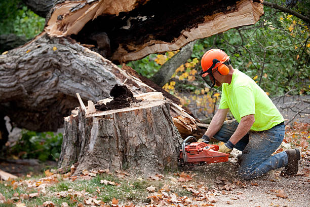 Best Commercial Tree Services  in Springmont, PA