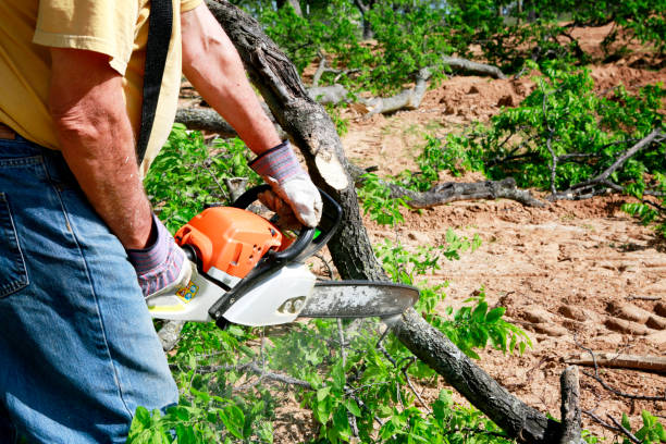 Best Tree and Shrub Care  in Springmont, PA